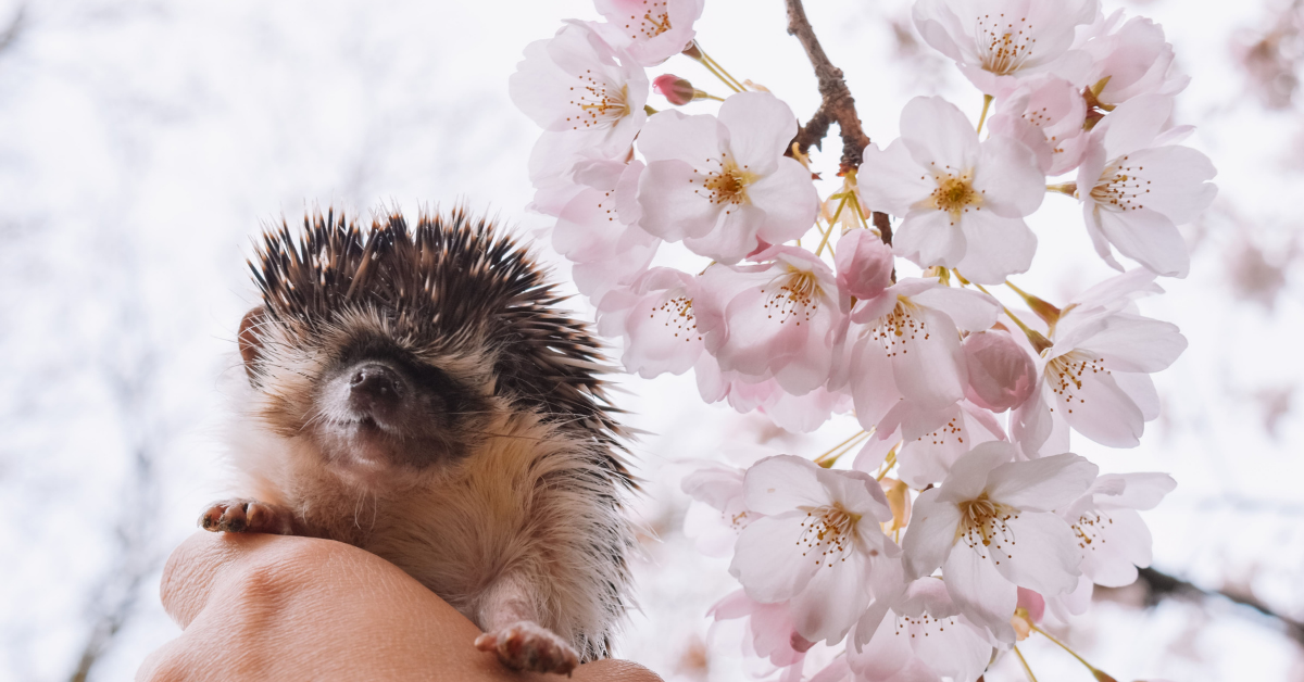 Are Hedgehogs For You?