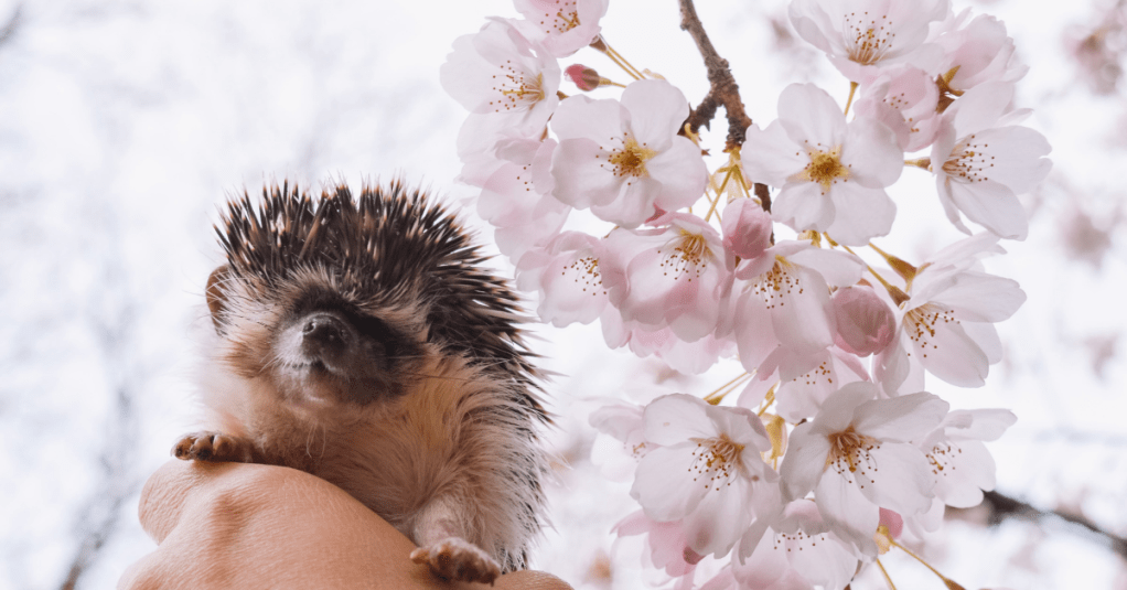 Are Hedgehogs For&nbsp;You?