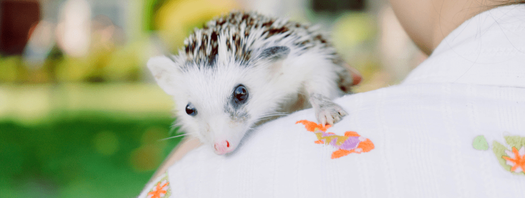 Why Wellness Examination is Important for Your&nbsp;Pet