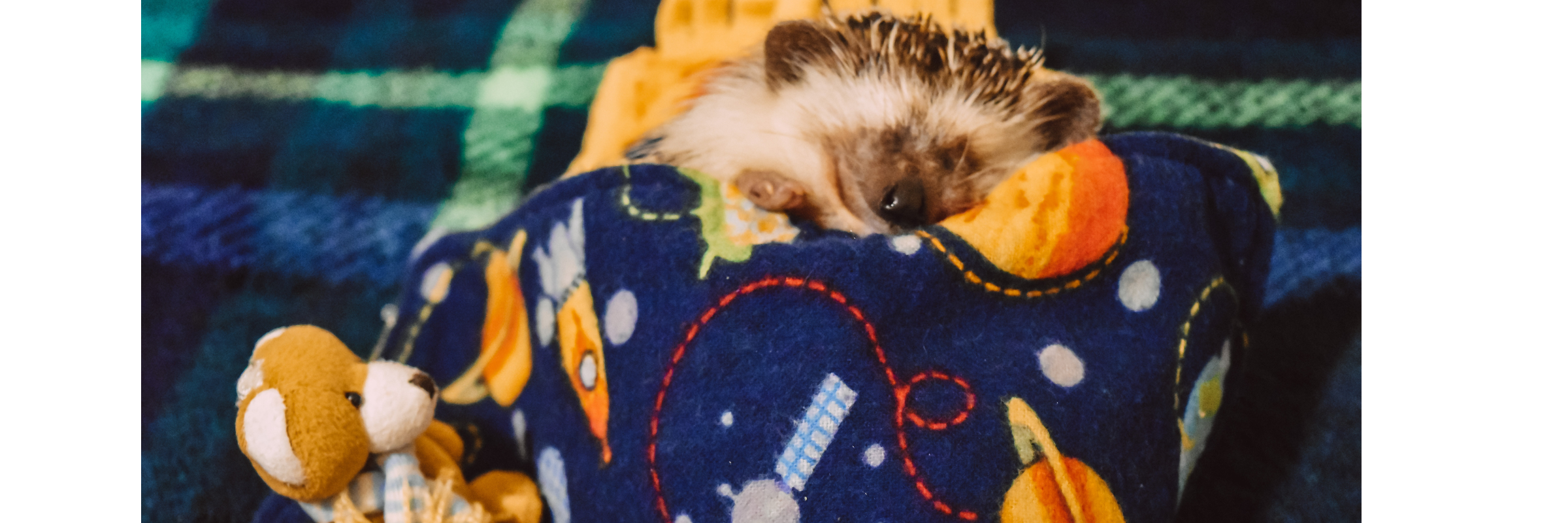 Pet Hedgehog Aftercare Guide