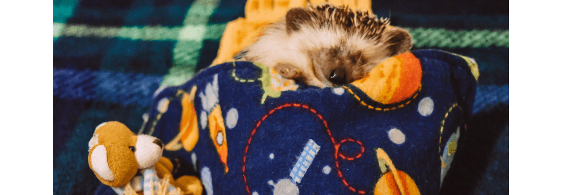 Pet Hedgehog Aftercare&nbsp;Guide