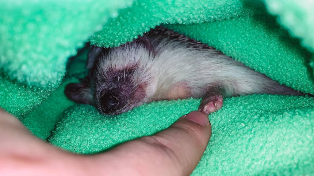 Theo, my blind angel hedgehog, relaxing in his cuddle sack as I tried to make every minute count with my cancer warrior. 