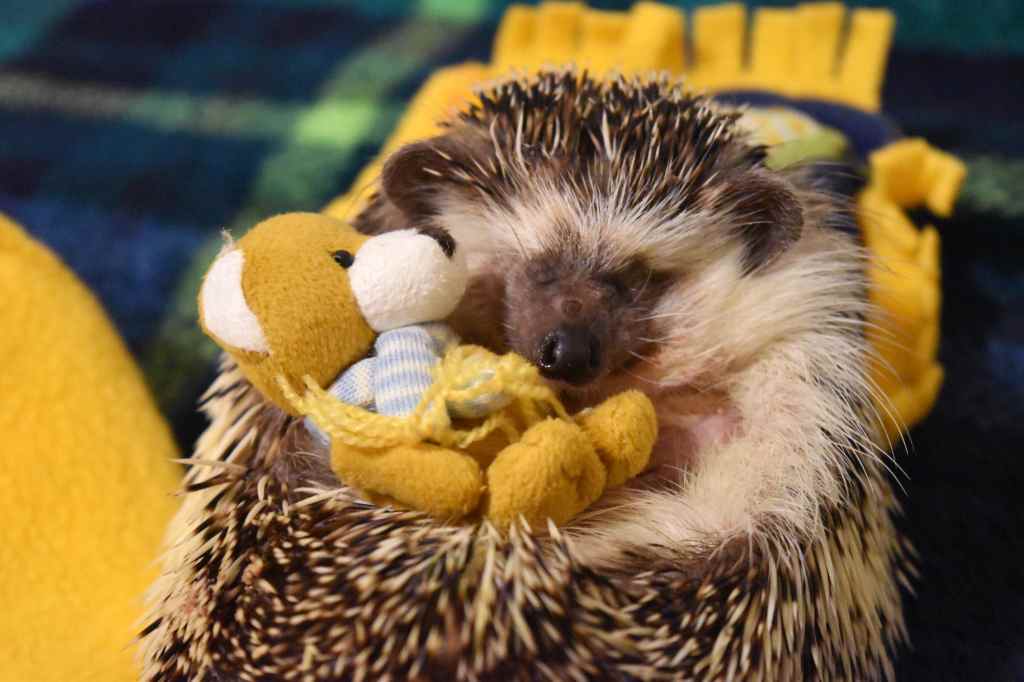 Our blind angel hedgehog, Theo, with his teddy bear. Theo has since passed away peacefully at home after battling cancer. 