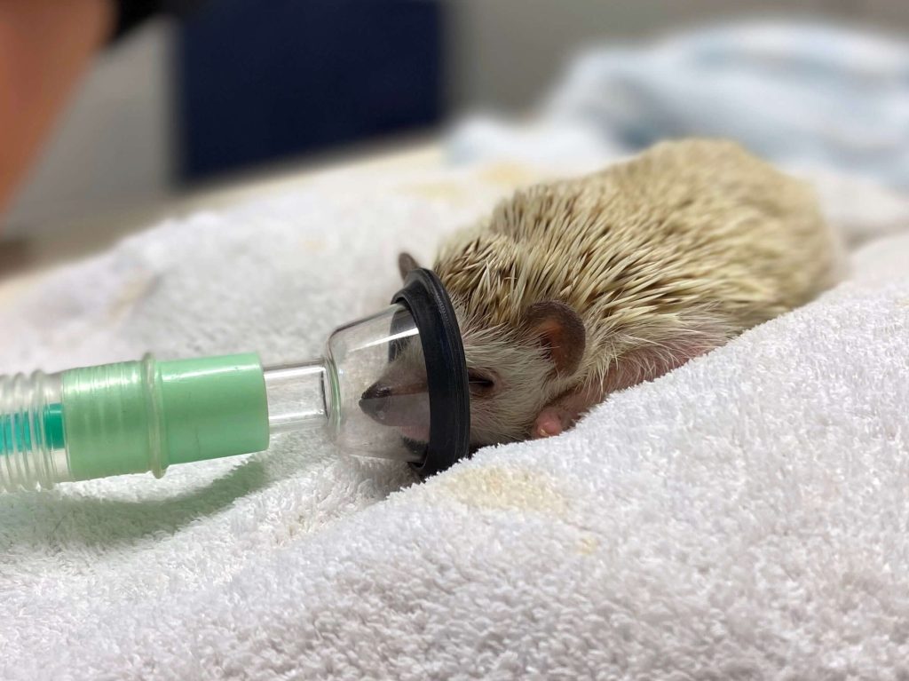 Image of Lou the hedgehog under general anesthesia.