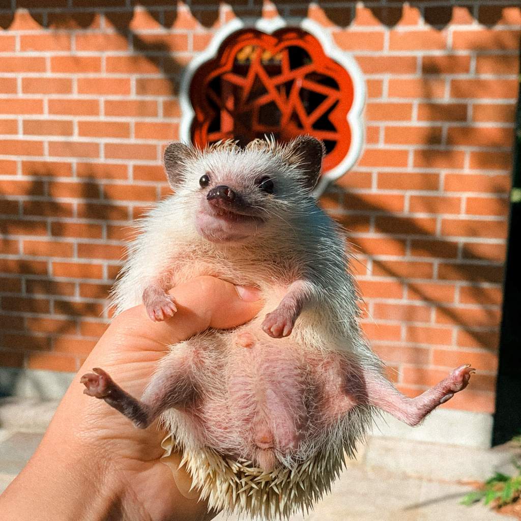 Image of Lou the hedgehog, who has oral cancer, at the Chinese temple.