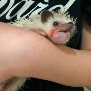 Photo of Lou hedgehog bleeding as a result of oral cancer metastasizing.