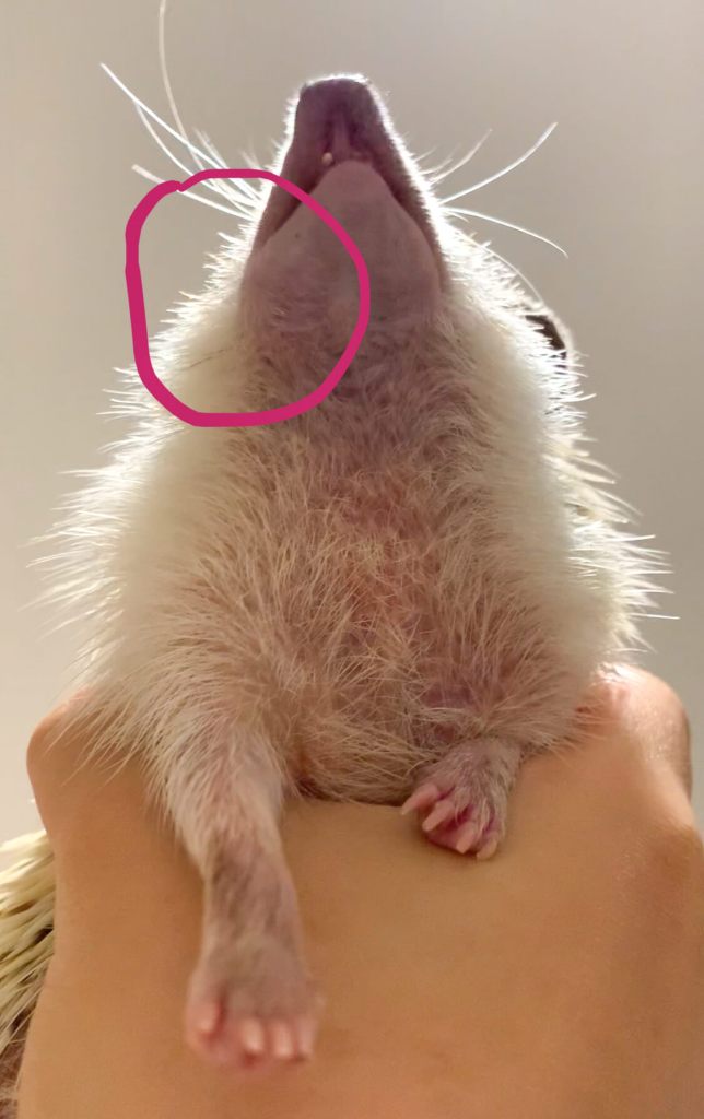 Image of hedgehog with circled close-up of the abnormal growth.