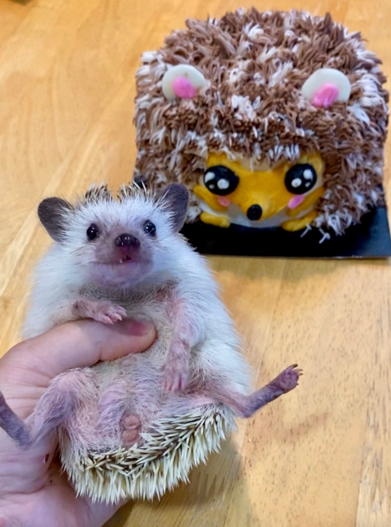 Lou the hedgehog with a hedgehog birthday cake. Cake pictured is not pet-friendly.