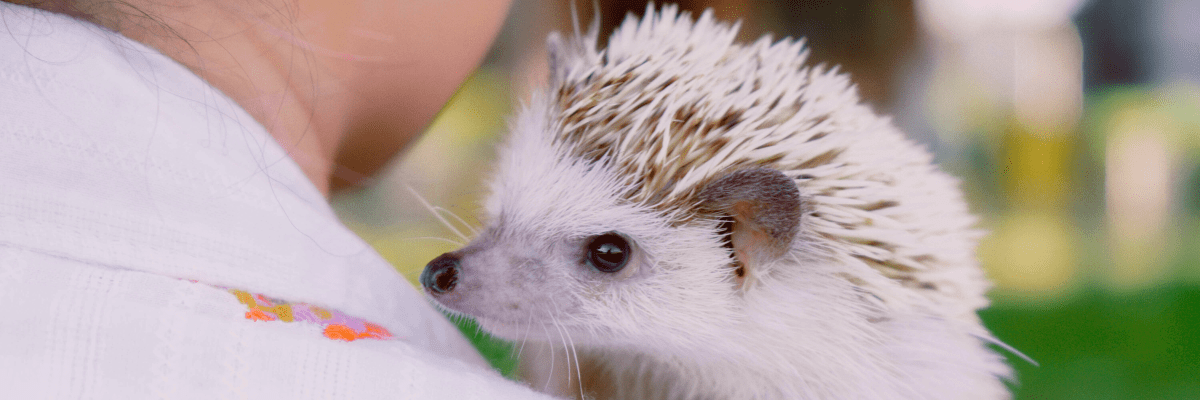 Cancer in Hedgehogs