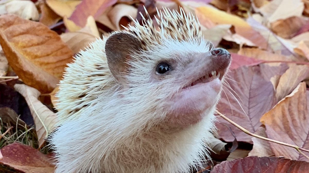 Lou’s Oral Cancer&nbsp;Journey