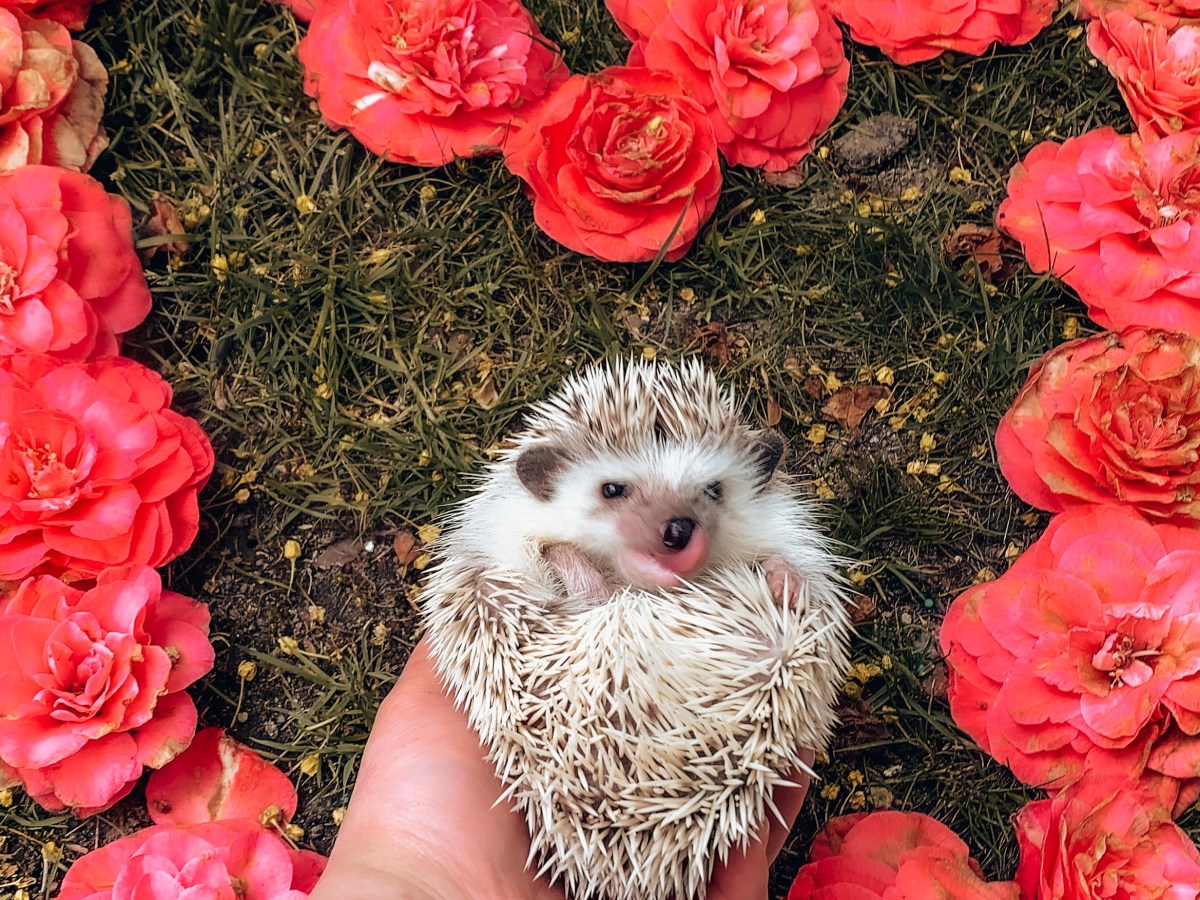 The Truth about Pet&nbsp;Cancer