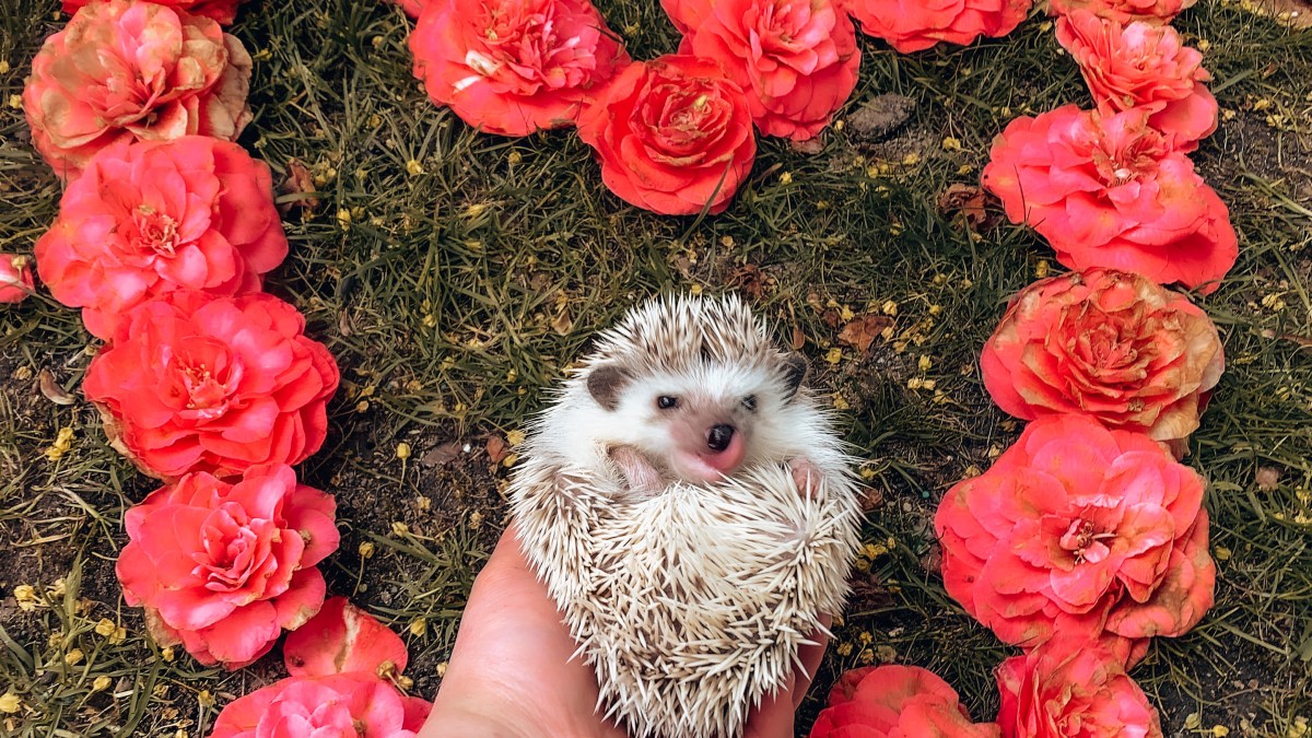 The Truth about Pet&nbsp;Cancer