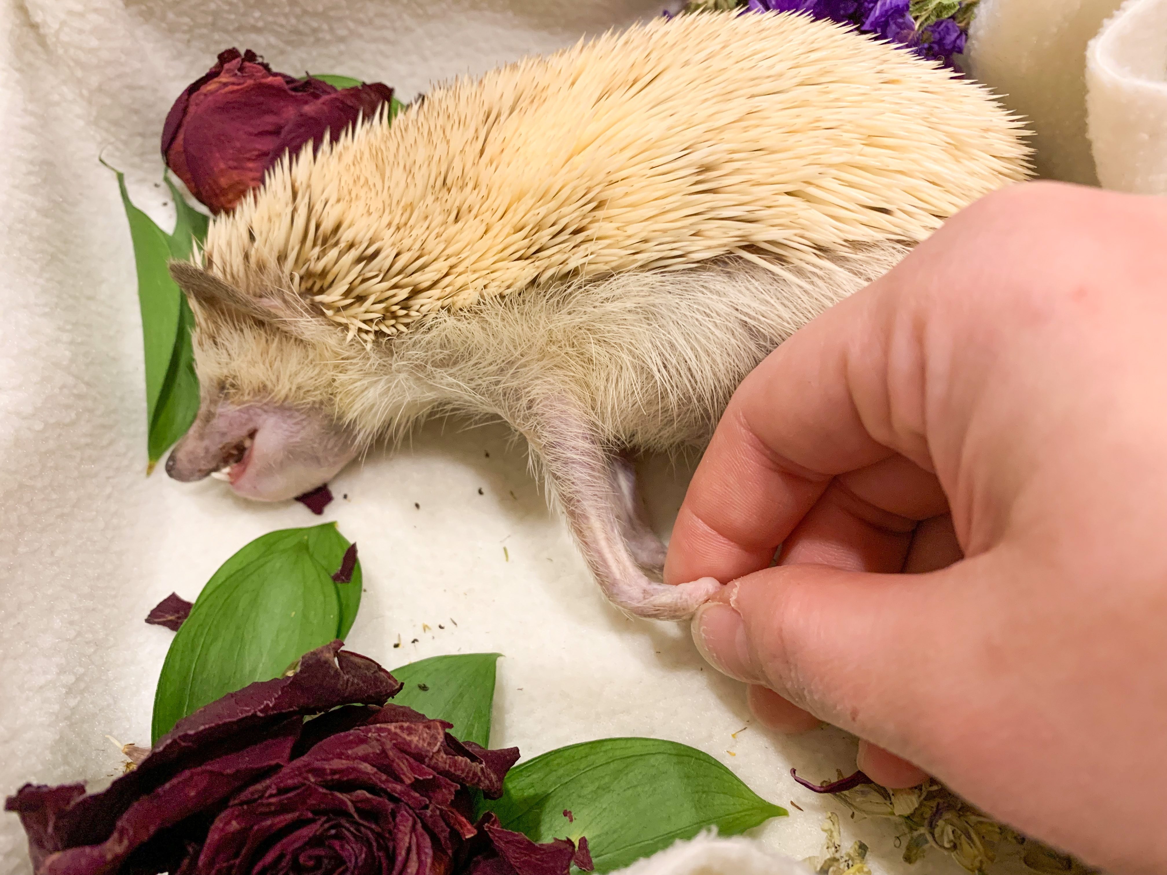 Hand holding Lou the hedgehog's paw.